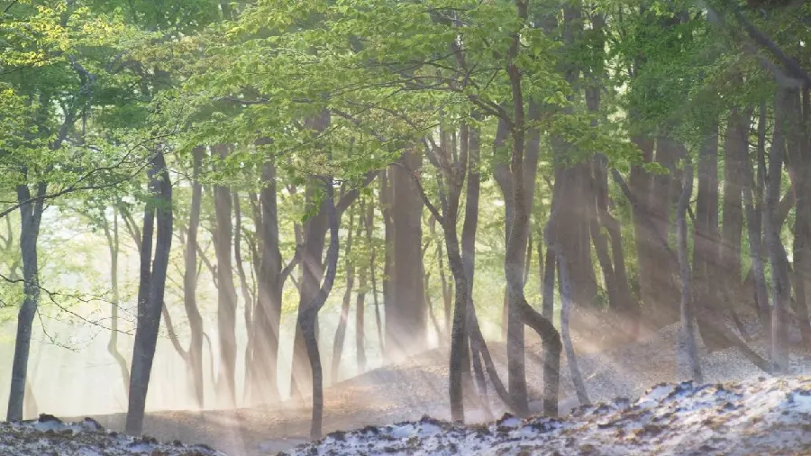 High quality spring morning photo in a forest full of trees