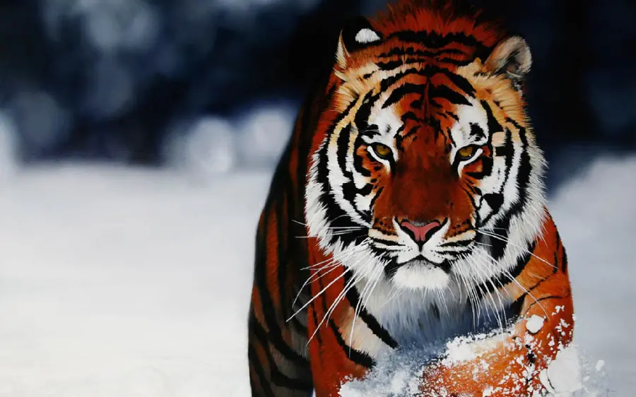 Black Line Tiger Wallpaper