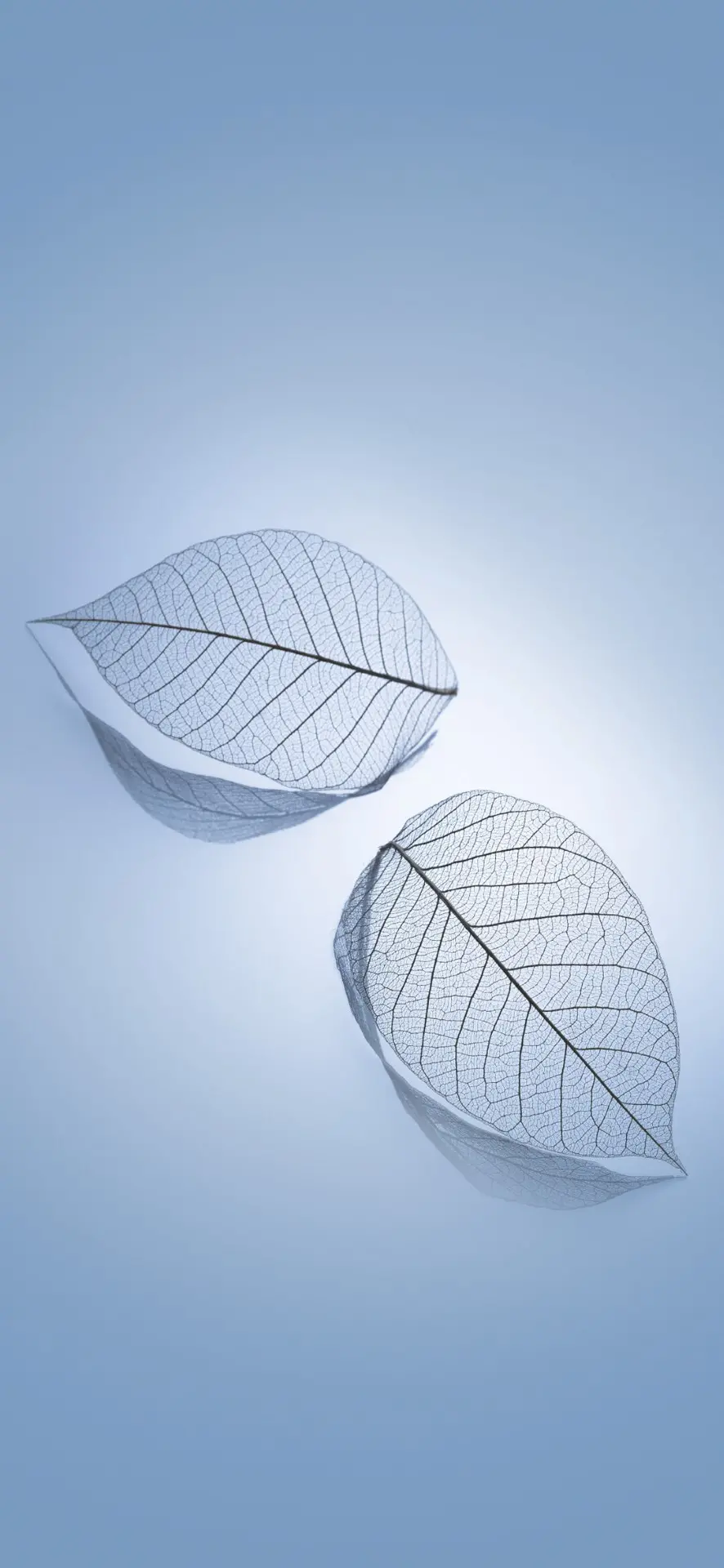 Leaf wallpaper and leaf background for phone Mobile
