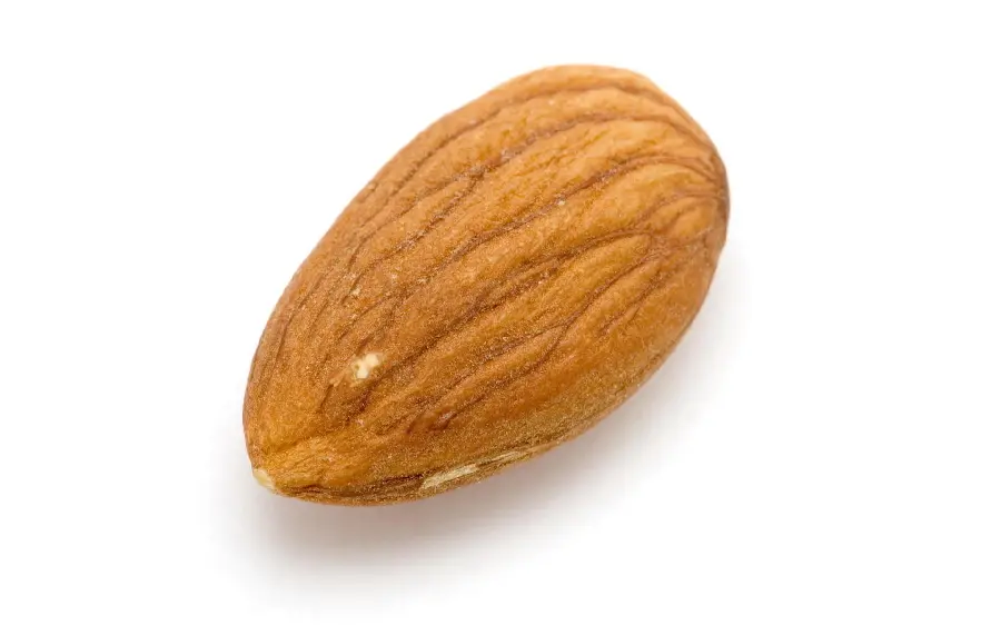 A clear photo of a useful almond up close
