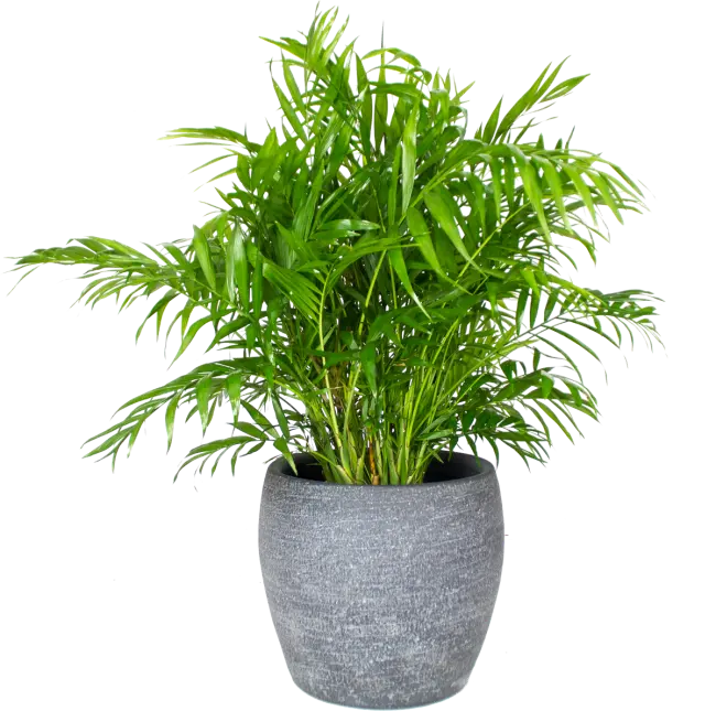 Large Potted Plant PNG for Photoshop