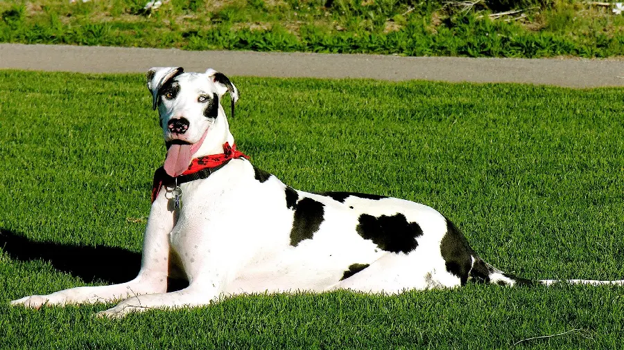 Spectacular Black and White Dalmatian Dog Image for Instagram 