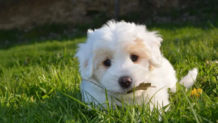 Interesting HD picture of a white fluffy dog ​​with a leaf in its mouth