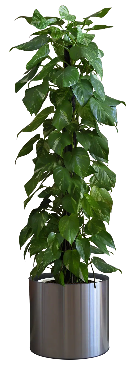 Download High Quality Monstera Houseplant Photos PNG