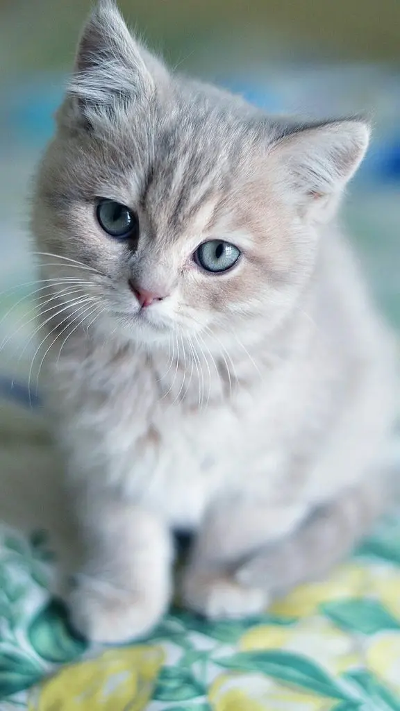 Download Xiaomi Wallpaper with Gray Melos Kitten Design