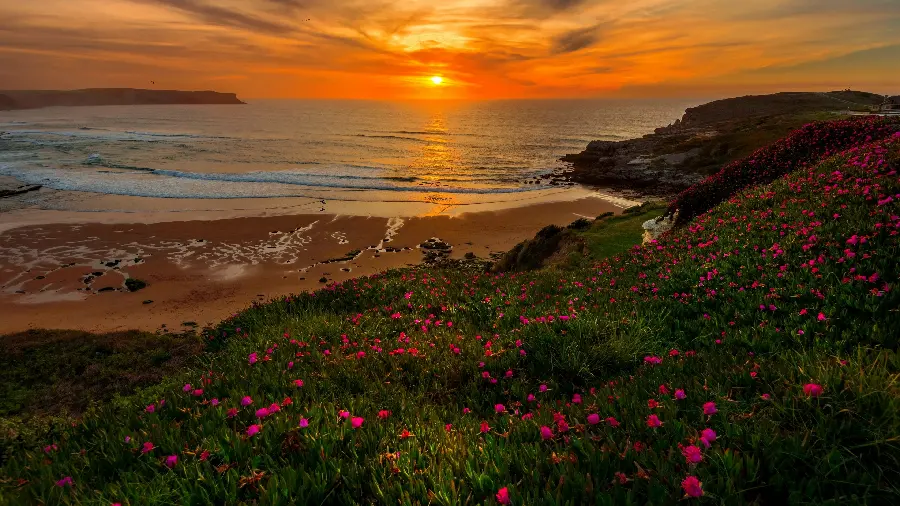 Interesting wallpaper with magenta flowers and attractive sunset