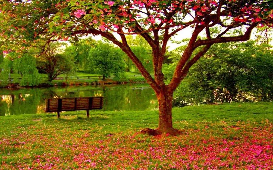 Picture of a pink blooming tree by the lake in the park 1402