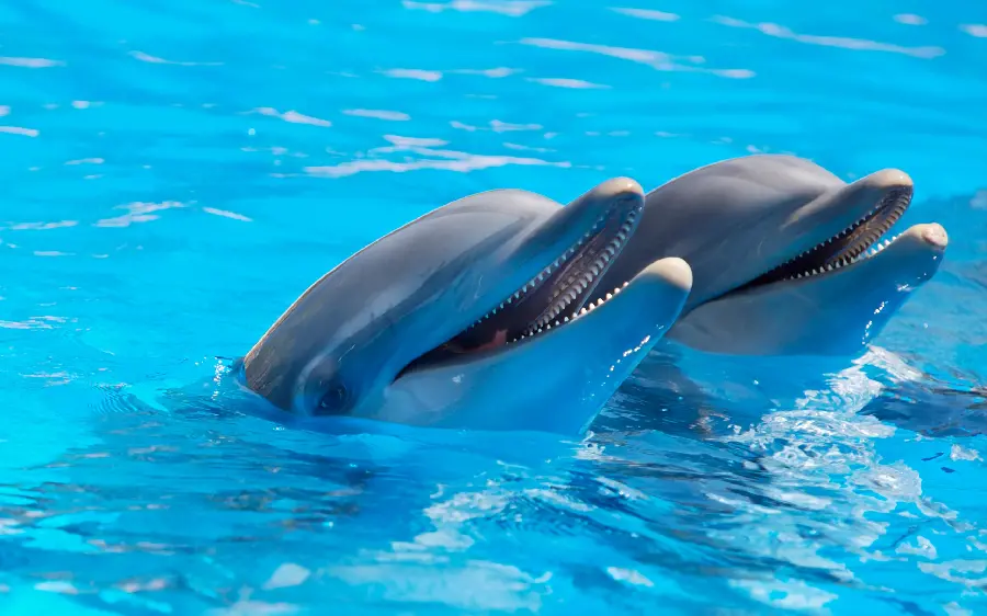 Download high quality photo of a beautiful dolphin playing out of the sea