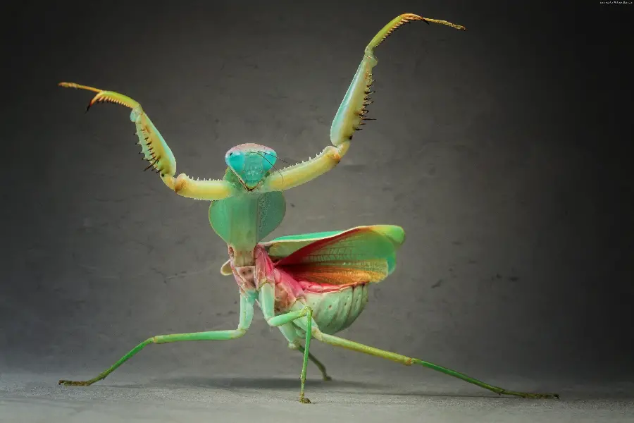 Funny insect pose Mantis with its hands raised 2023