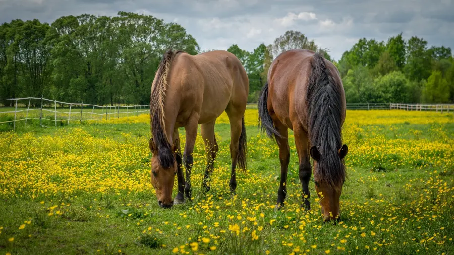 Download high quality image of two brown horses in jpg format for design and printing