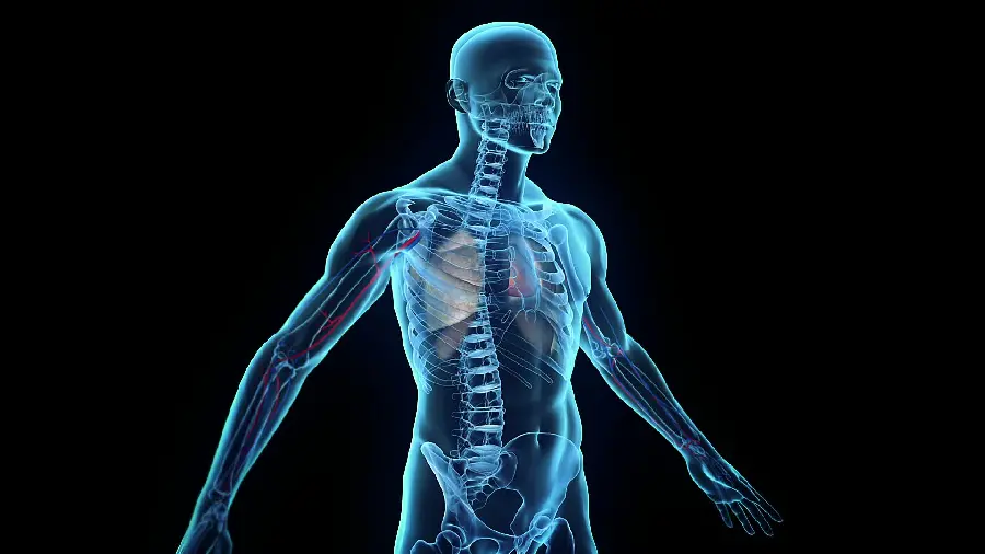 High Quality 3D Full Body Radiology Image in Human