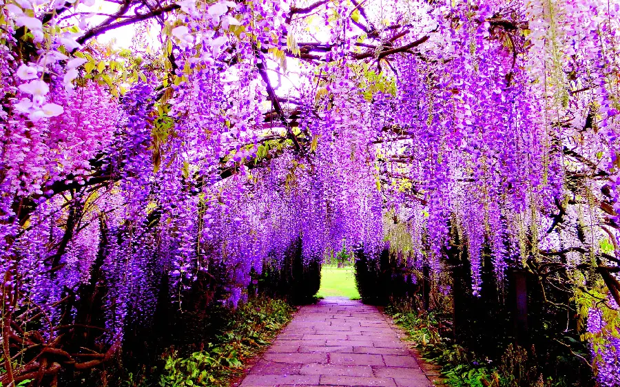 Amazing Hanging Flower Tunnel with Purple Flowers for Profile