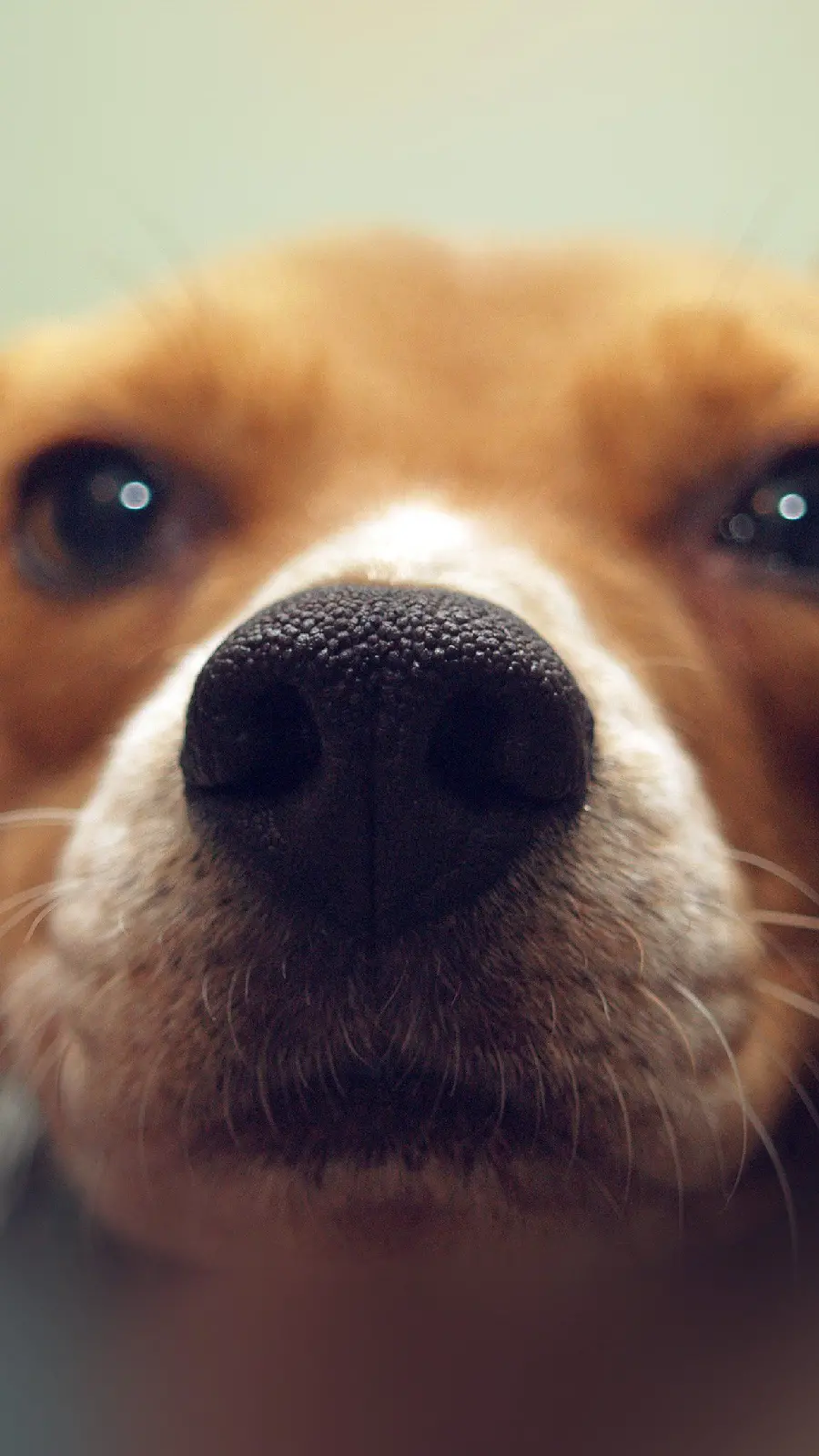 Cute and Funny Dog Face Wallpaper Close Up in 4K Quality