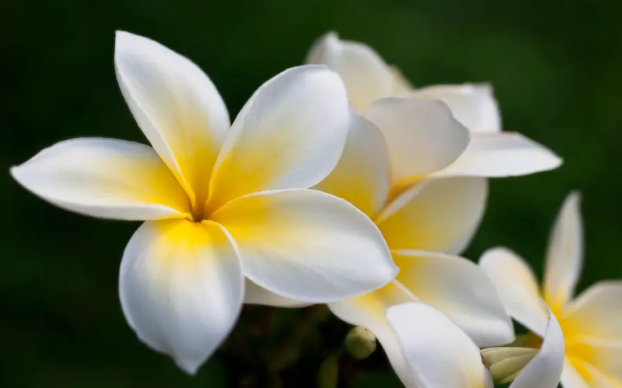 Beautiful white plumeria flower poster suitable for florist 1402