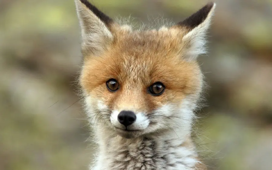 The latest photo of a fox cub up close For research