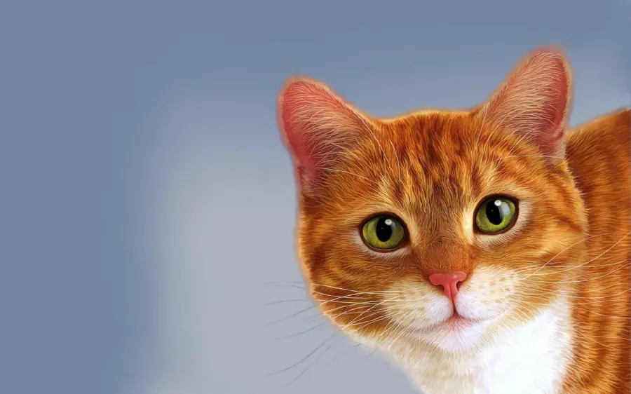Download Background of Orange Cat with Green Eyes