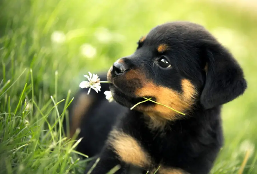Cute black dog background in spring nature with hd quality