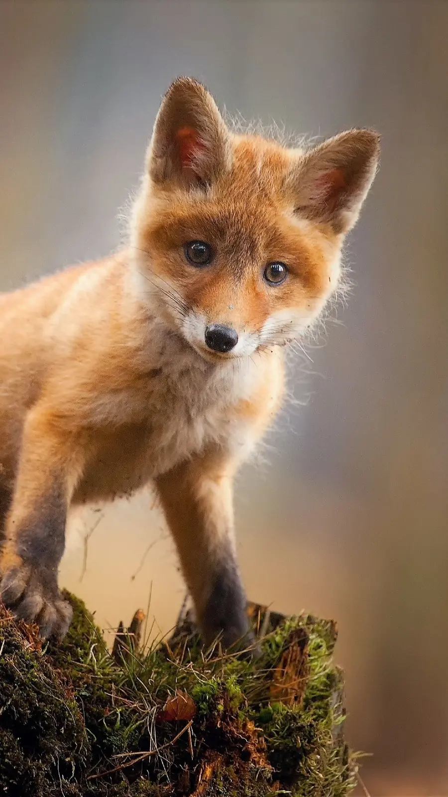 Best Little Fox Baby Wallpaper for Mobile