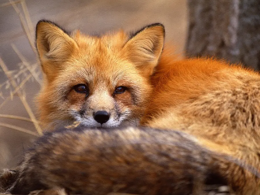 Interesting picture of a famous orange fox cub 1402