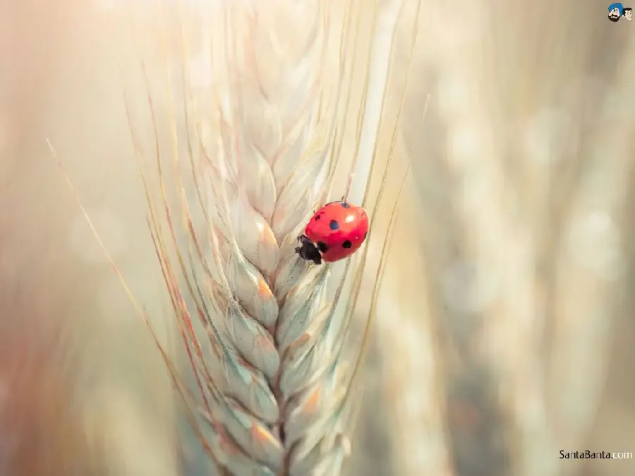 HD photo of ladybug on wheat ear