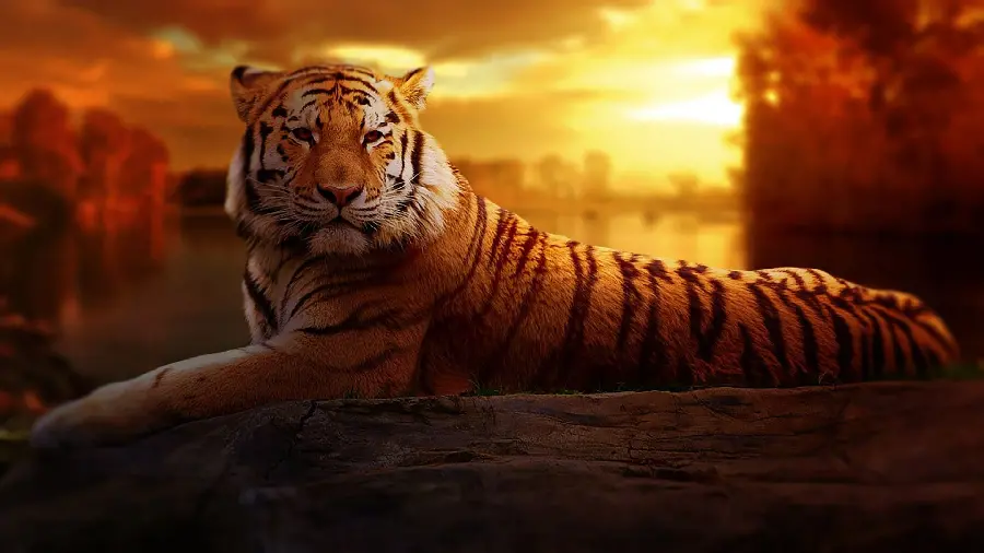 Bengal Tiger Photo HD