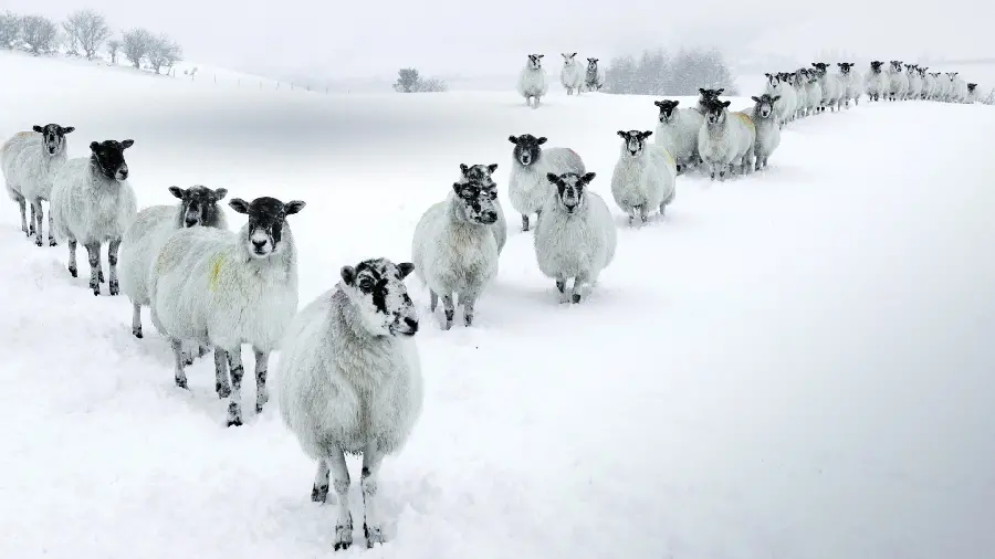 High Quality Photo of Sheep Flock in Winter with 4k Quality