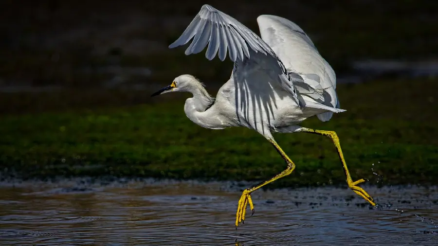 The newest and most beautiful photo of a stork and flamingo