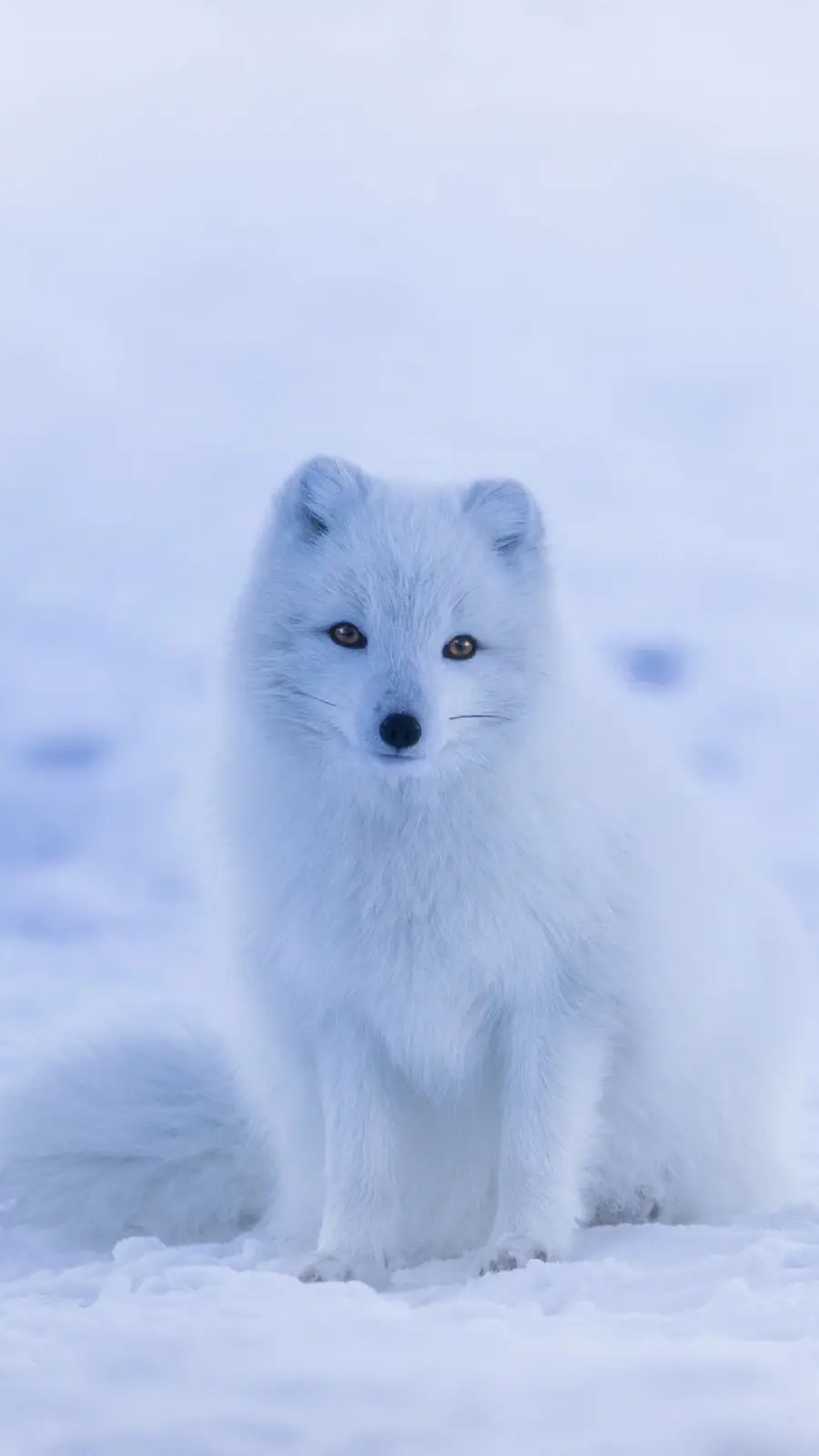 White Fox Photo