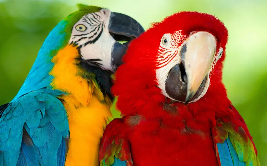 New computer wallpaper with a design of two spectacular macaw parrots in a pair Each other