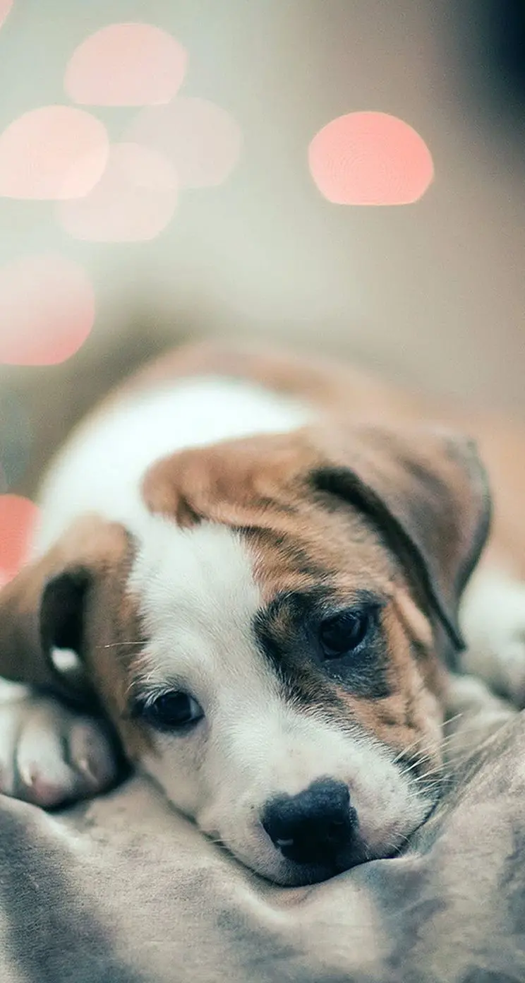 New 8k Wallpaper of a White-Brown Dog in Trouble