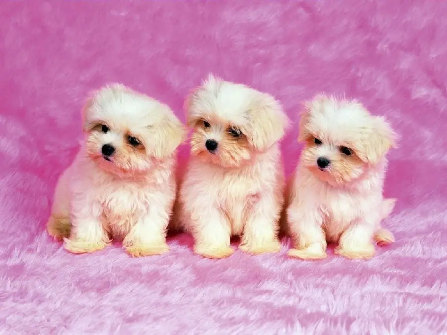 Super cute triplets with pink background