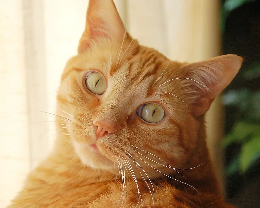 Lovely Orange Cat with Marble Eyes