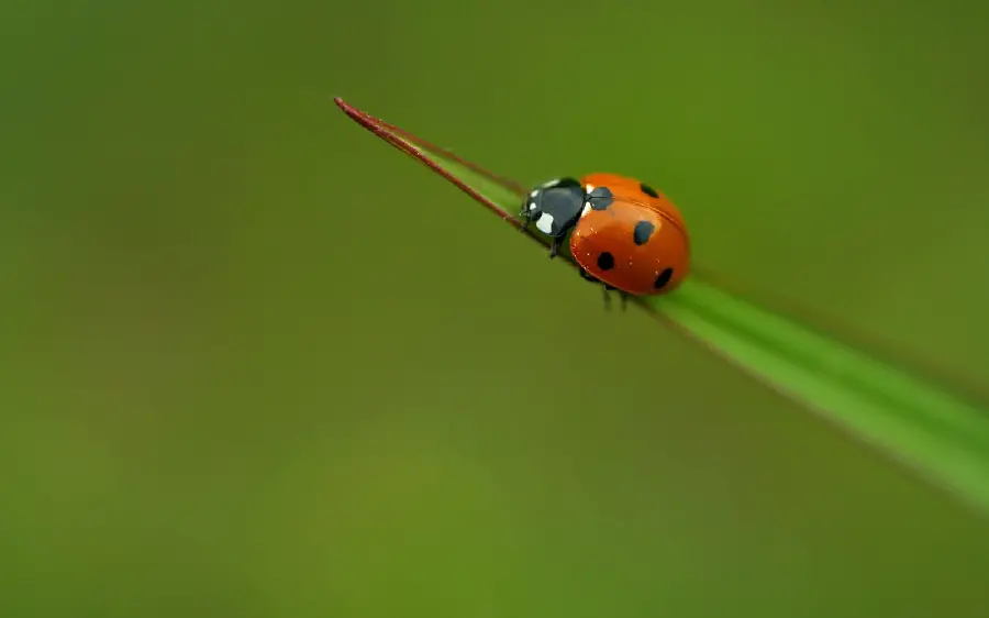 4K image of little ladybug