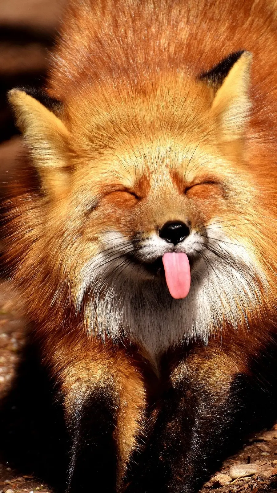 Cute fox wallpaper for touch phones