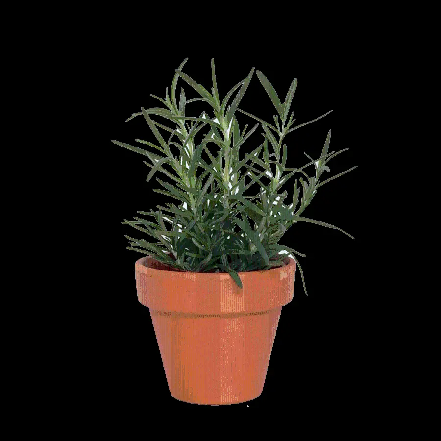 Simple Rosemary Houseplant PNG Image Without Background