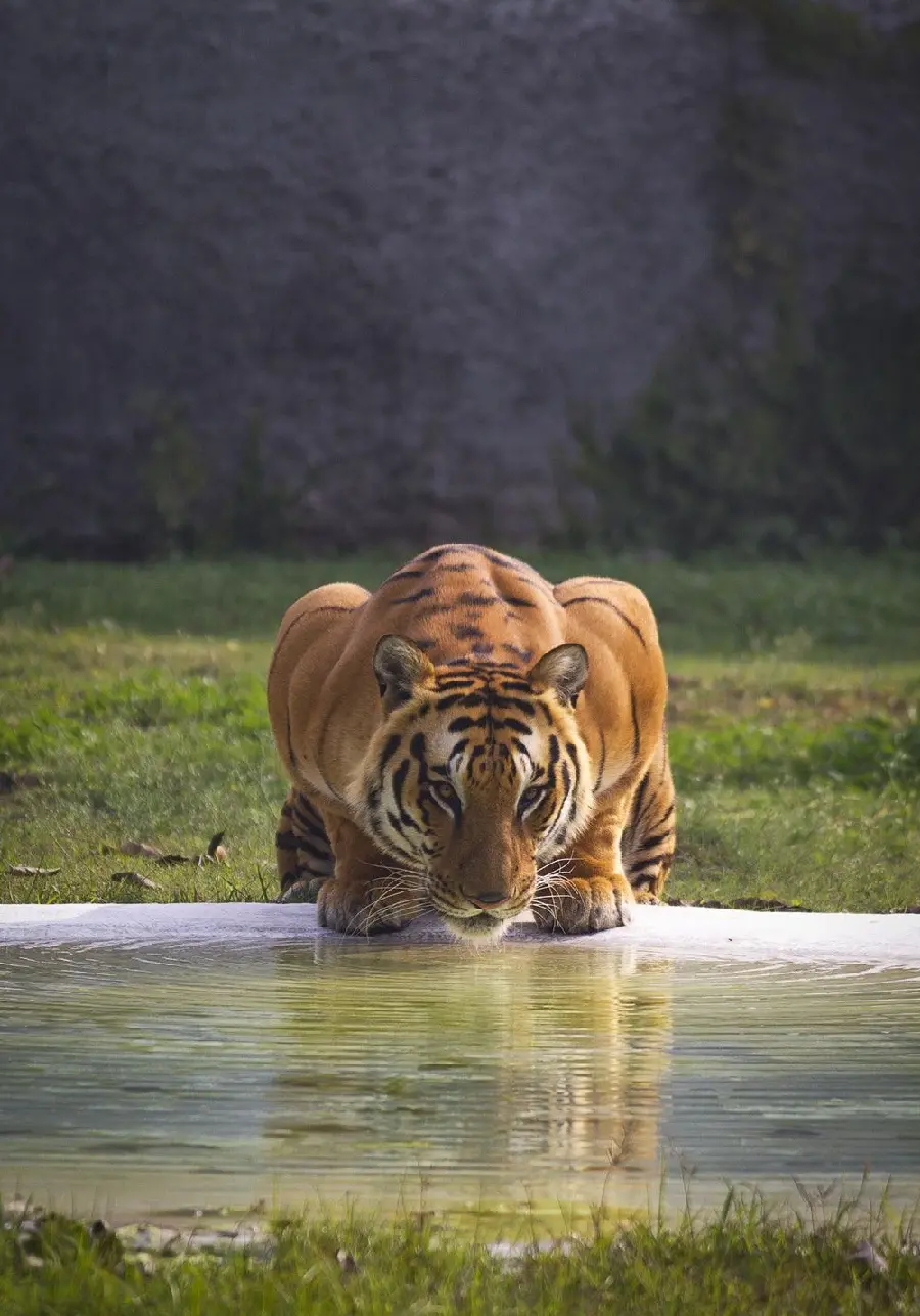 High quality photo of a tiger drinking water