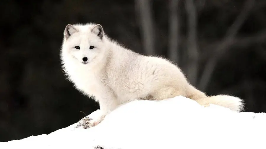 The most beautiful white fox cub background in the Arctic for laptop
