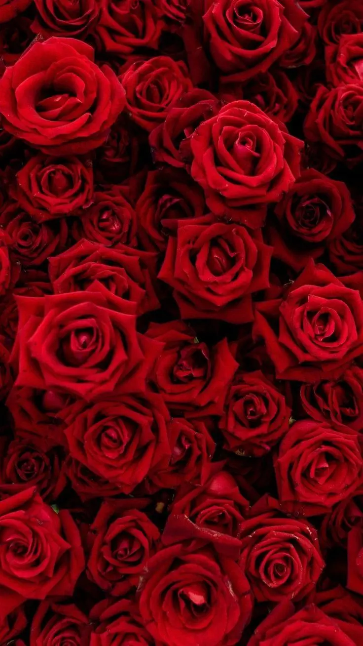 Attractive red wallpaper with a red rose design for IPhone14