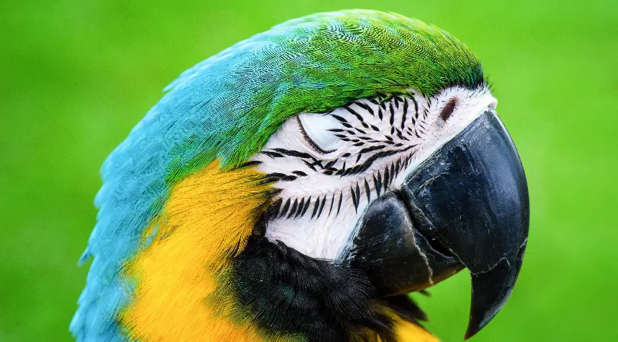 Close-up photo of the head of a macaw parrot in a very spectacular green-blue-yellow color
