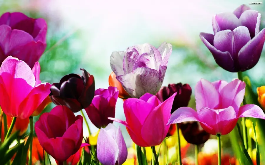 Colorful Spring Flowers Wallpaper