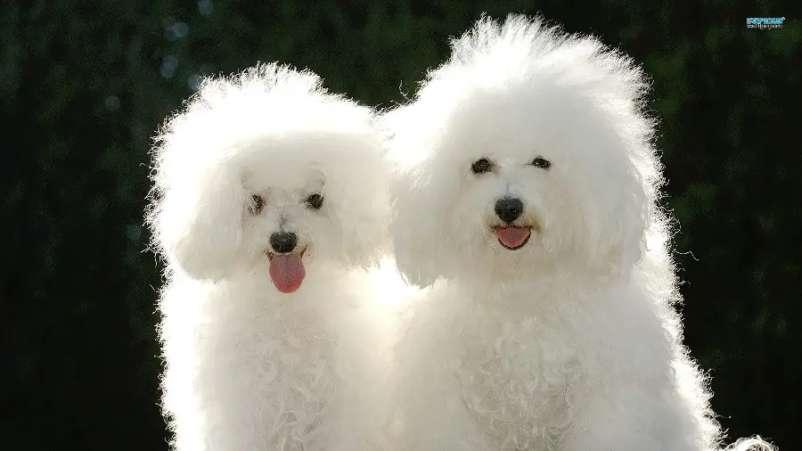 Picture of two Bichon Frise dogs, black and white