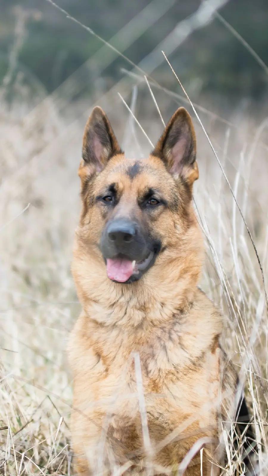 8k wallpaper of famous German Shepherd dog for desktop