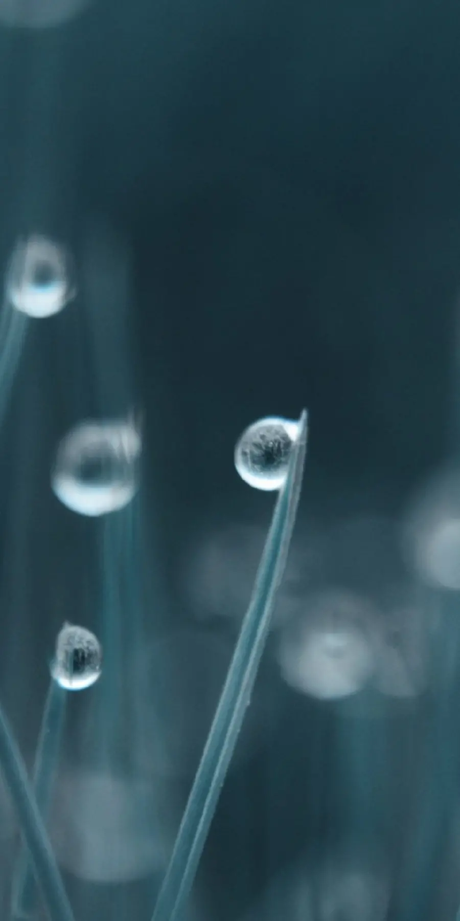 The most popular dewdrop wallpaper for mobile phones
