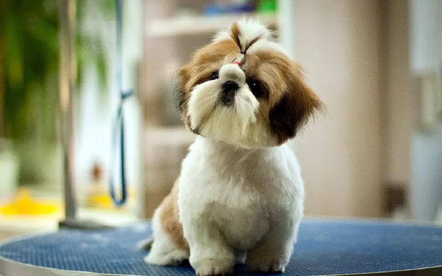 Beautiful picture of a little fluffy dog ​​in Full HD quality