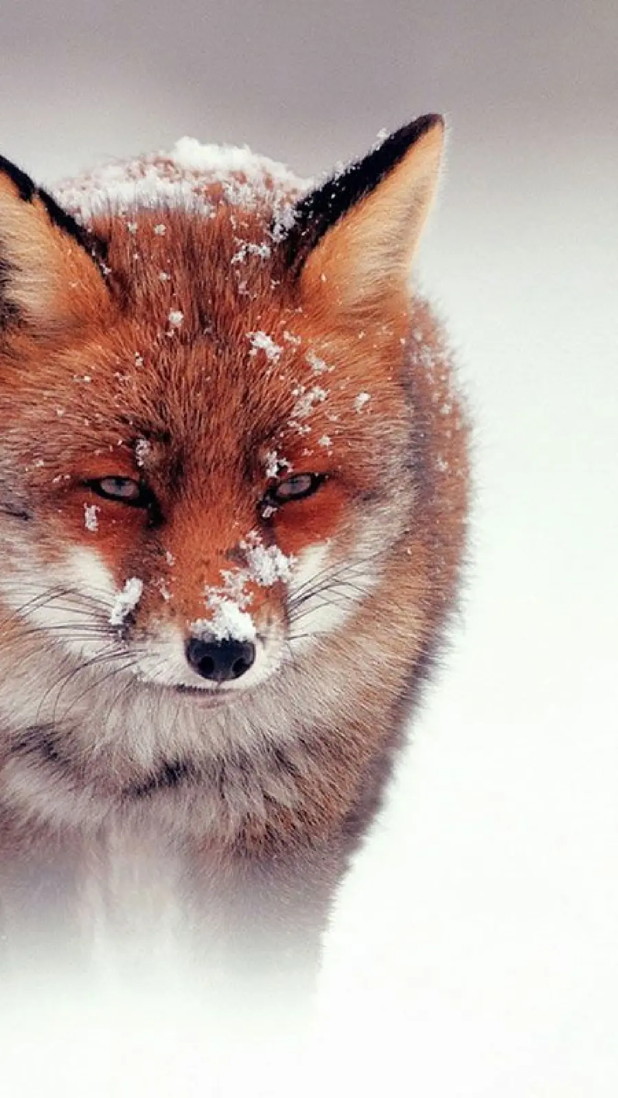 Fox in Snow 4K Wallpaper