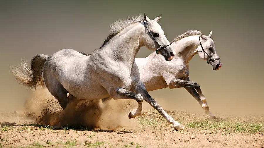 Download high-quality stock photo of white horses running Running