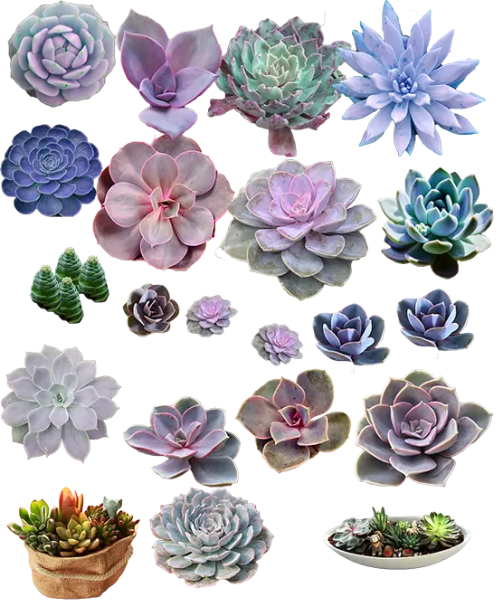 Succulent Houseplant Photos PNG