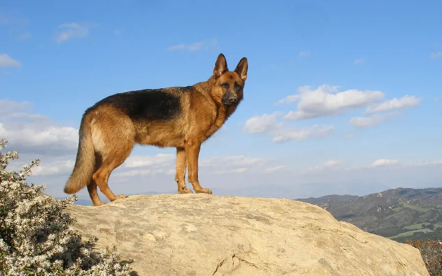 Police German Shepherd Dog Photo