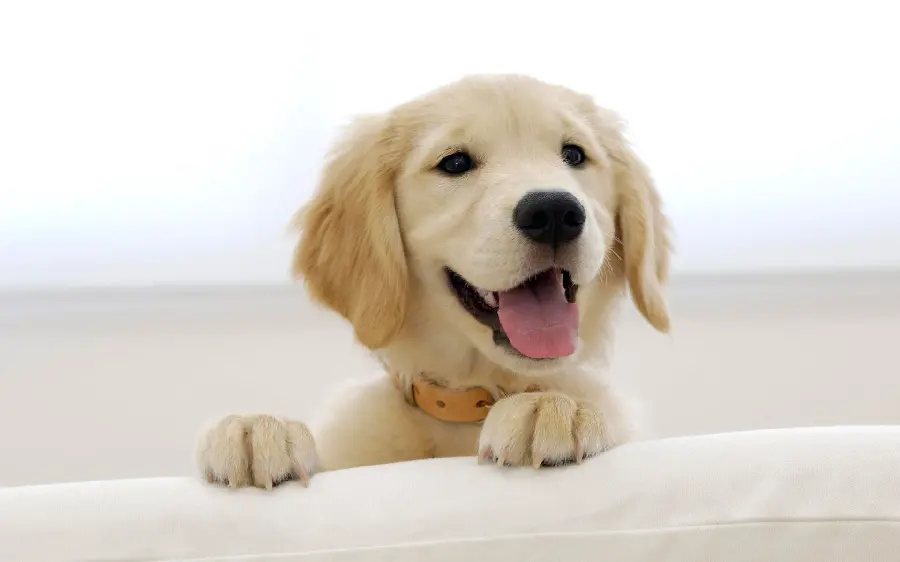 Super Beautiful White Dog Wallpaper For IPhone