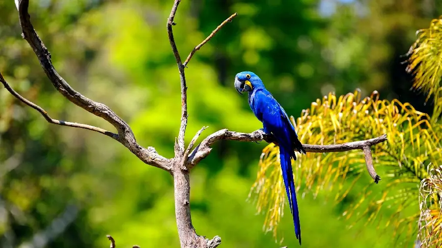 The latest image of a blue macaw on a tree branch in Full HD quality